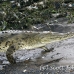 crocodile_american_tar_h_1032_cos1978.jpg